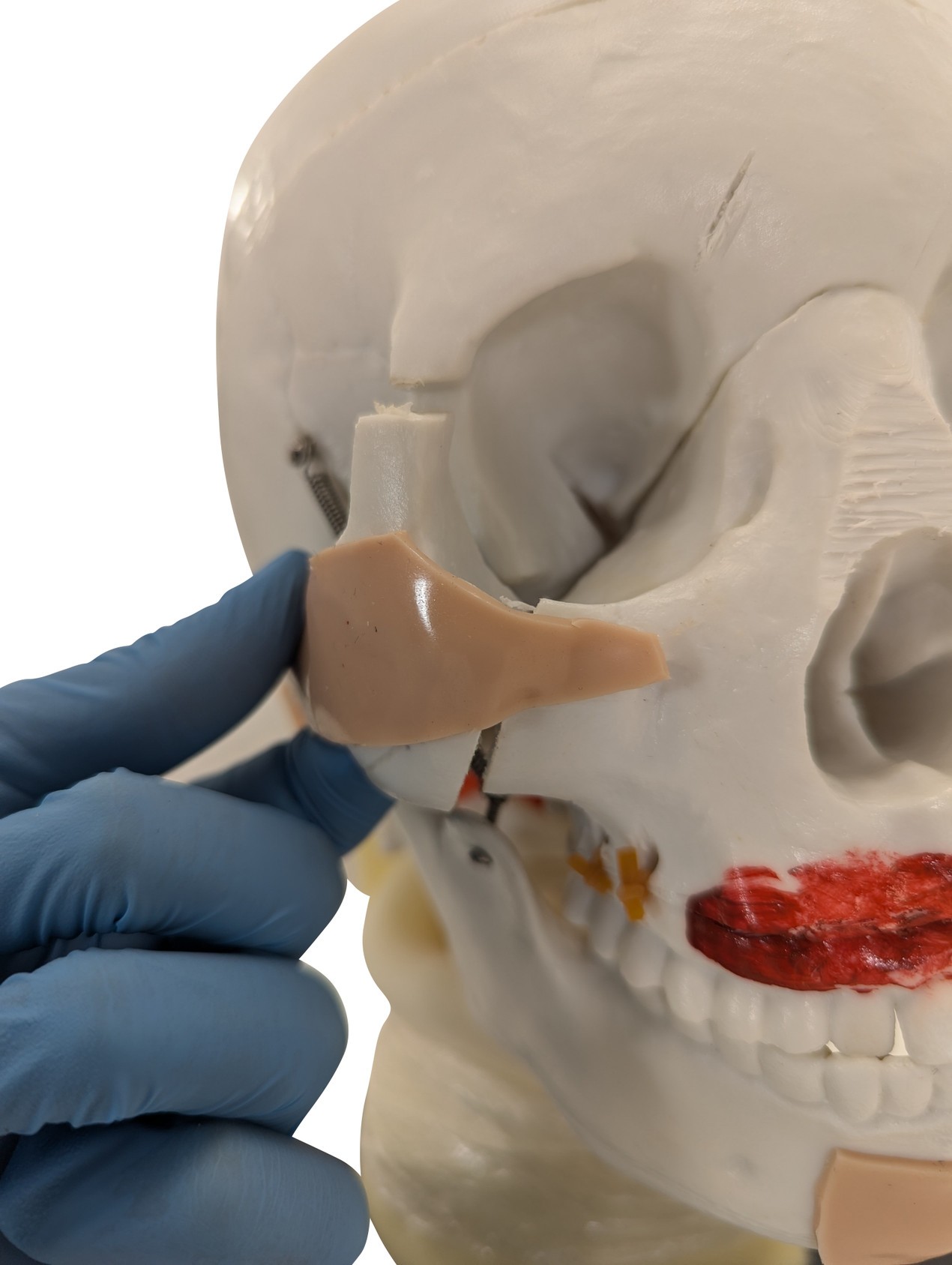 Anatomy Lab All Purpose Care and Trauma Manikin