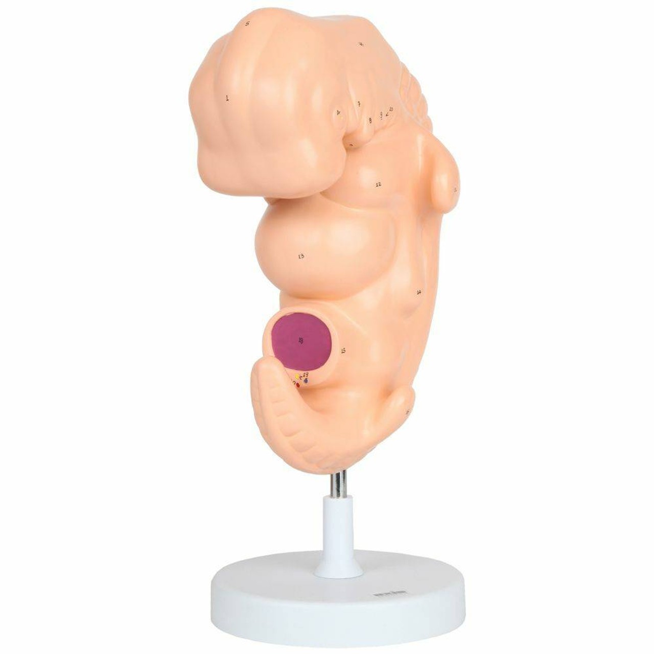 Anatomy Lab Embryo Anatomy Model, Enlarged 25 Times Life Size