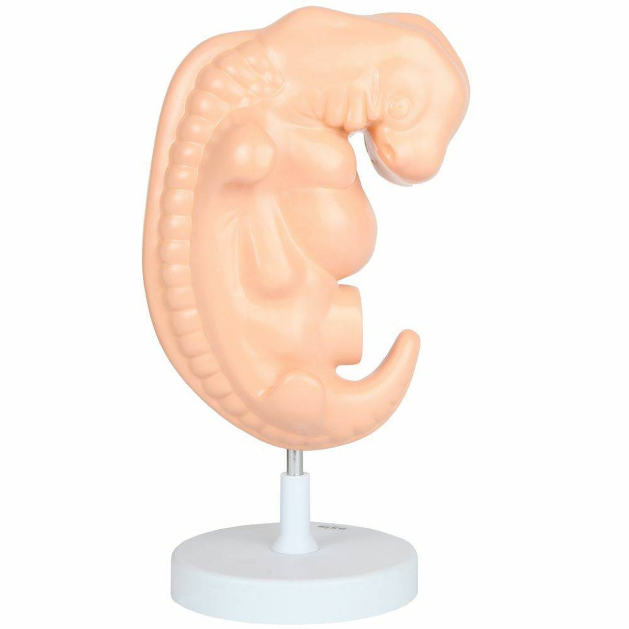 Anatomy Lab Embryo Anatomy Model, Enlarged 25 Times Life Size