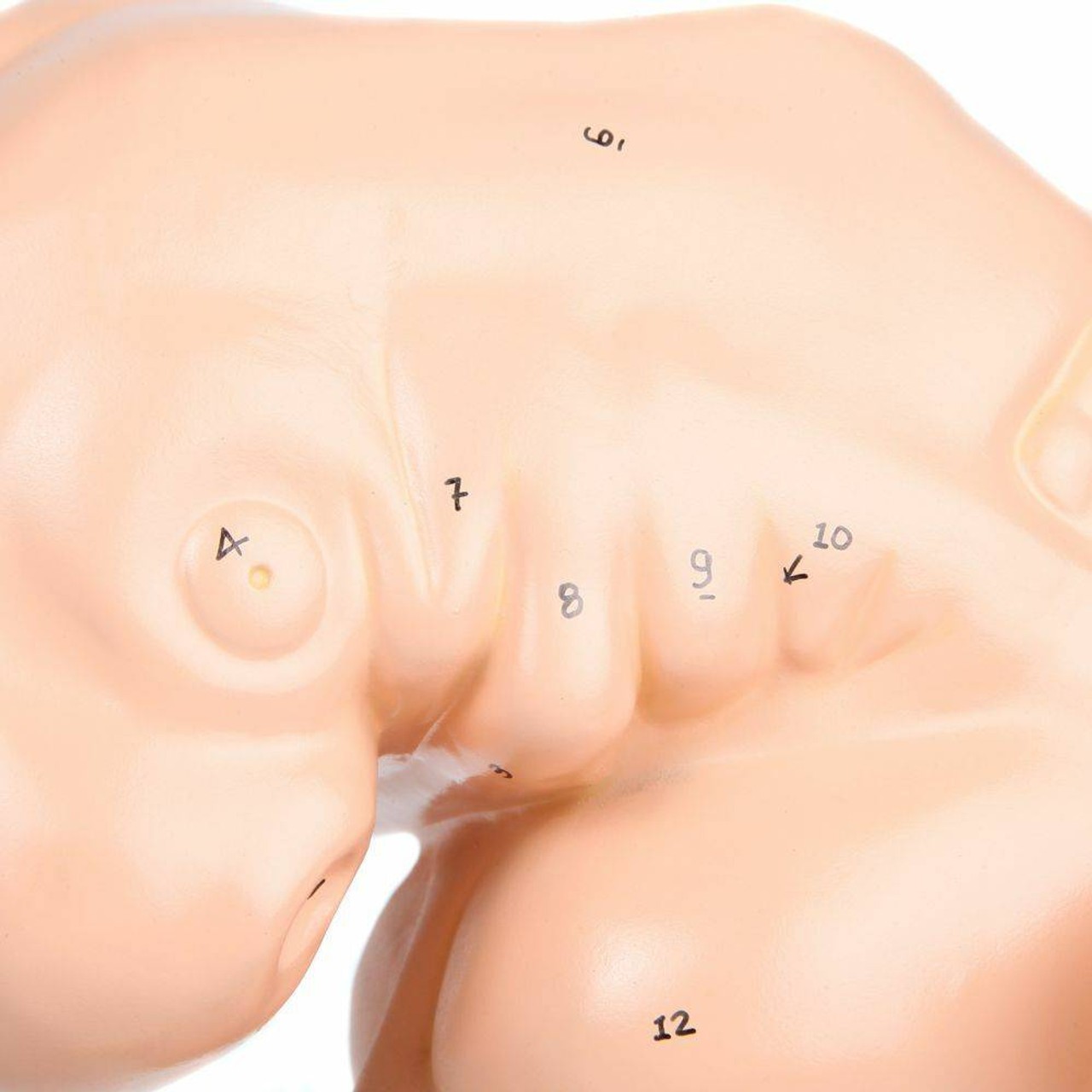 Anatomy Lab Embryo Anatomy Model, Enlarged 25 Times Life Size