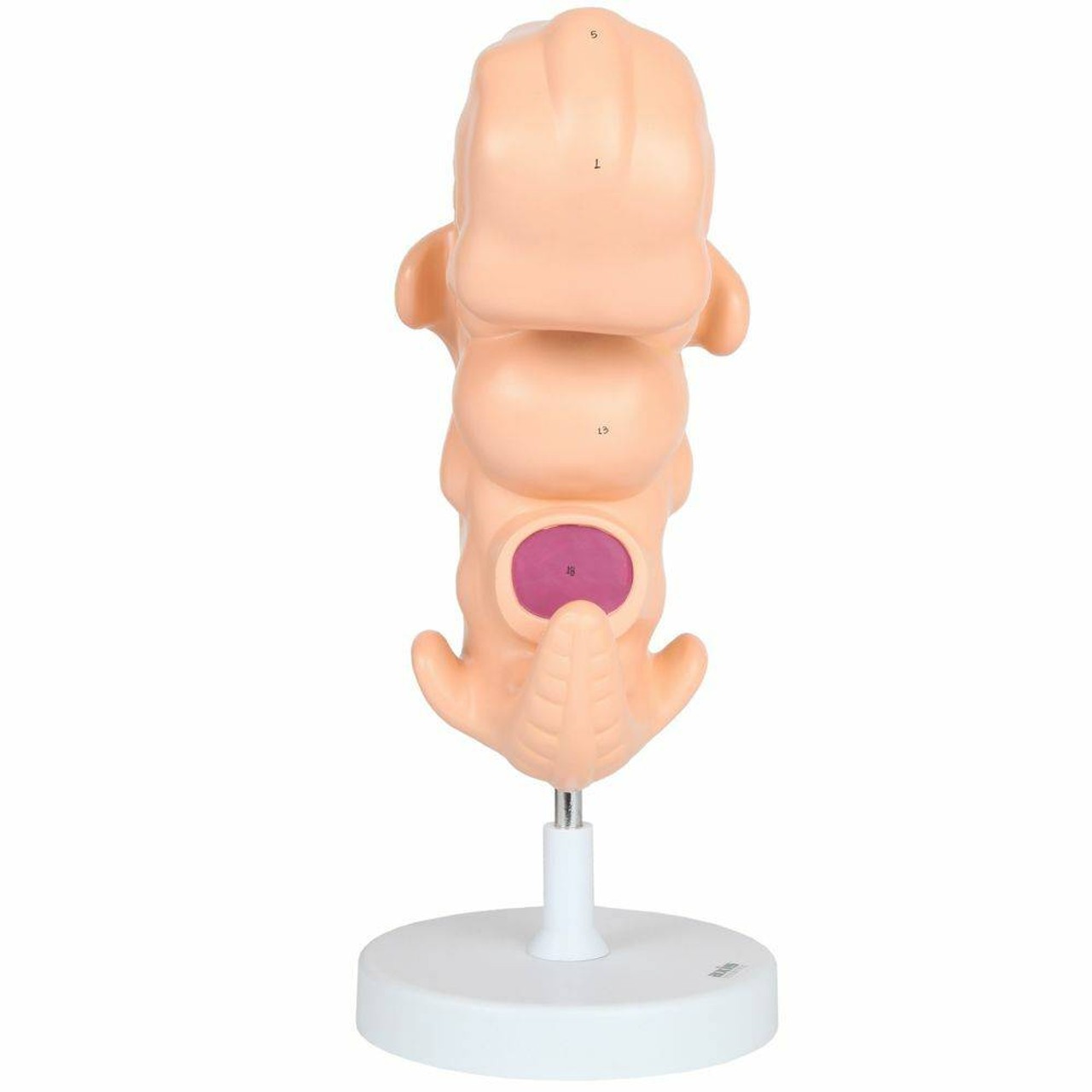 Anatomy Lab Embryo Anatomy Model, Enlarged 25 Times Life Size