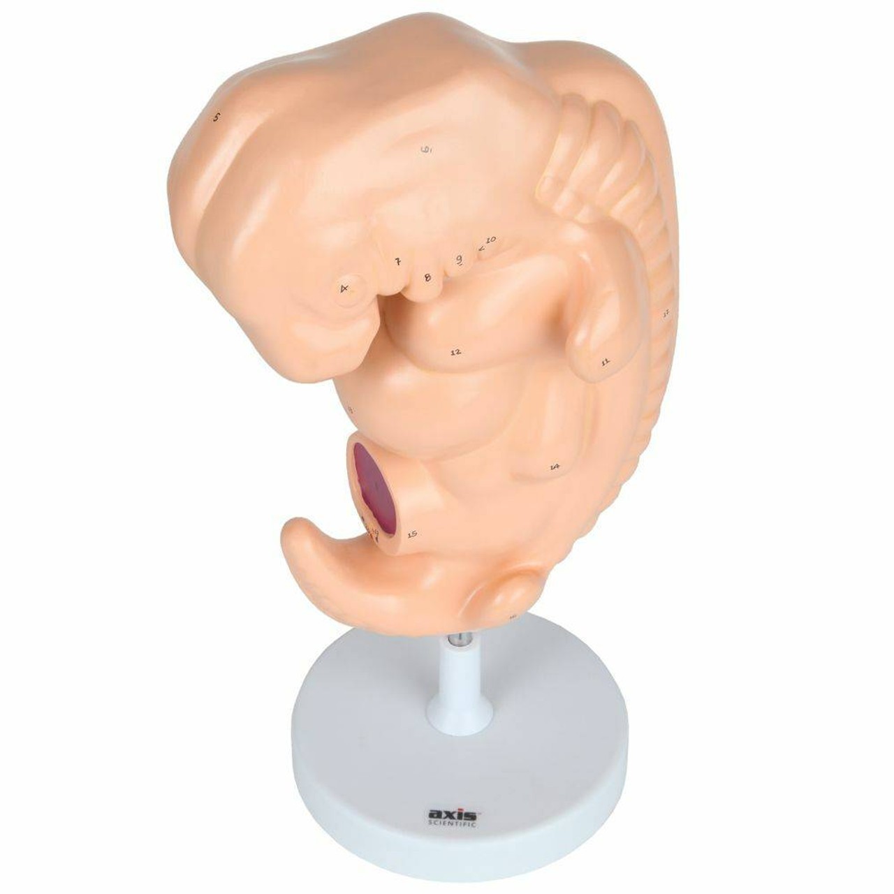 Anatomy Lab Embryo Anatomy Model, Enlarged 25 Times Life Size