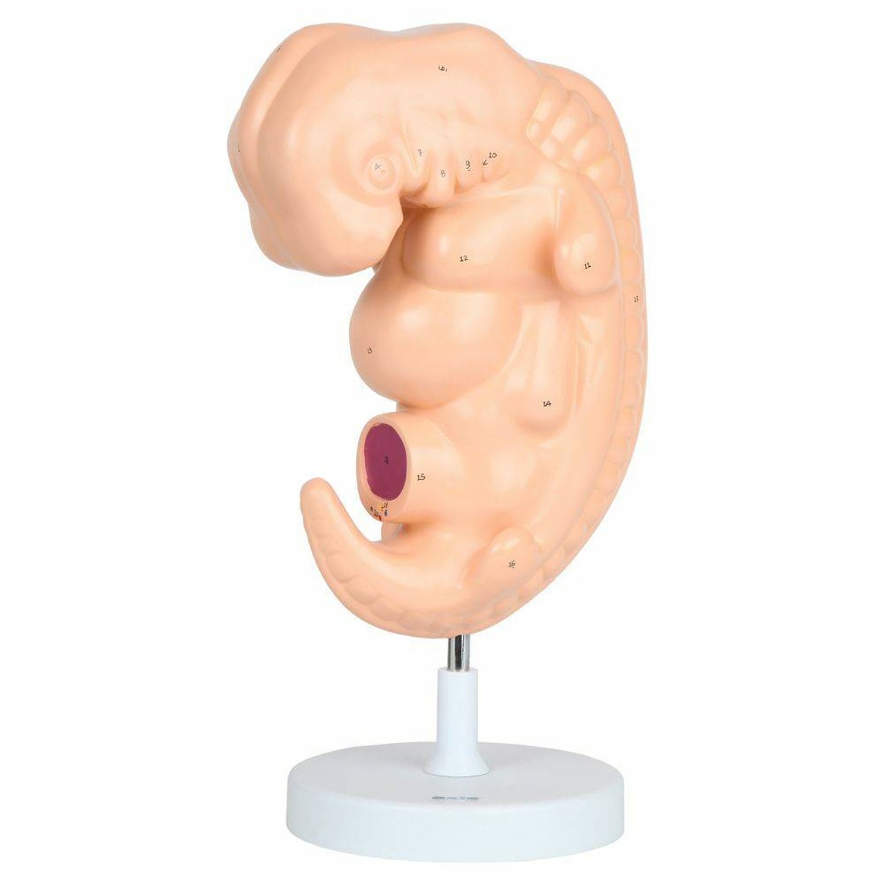 Anatomy Lab Embryo Anatomy Model, Enlarged 25 Times Life Size