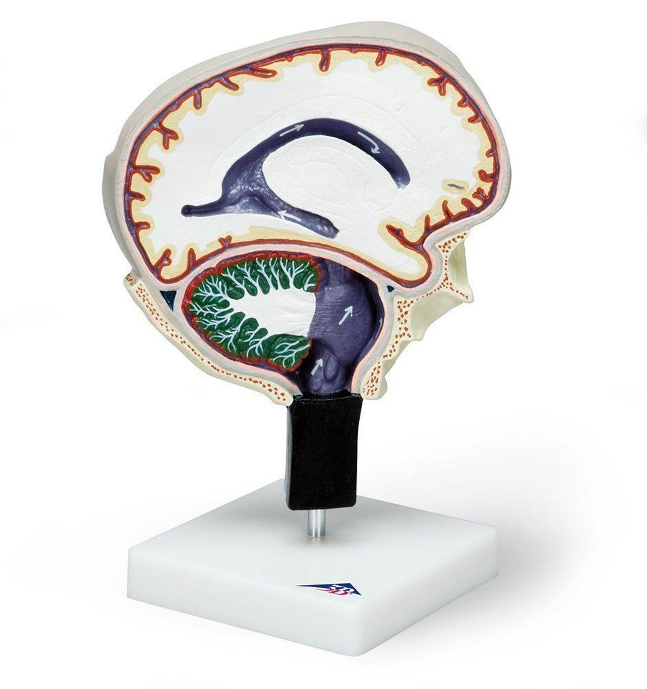 Cerebrospinal Fluid Brain Model