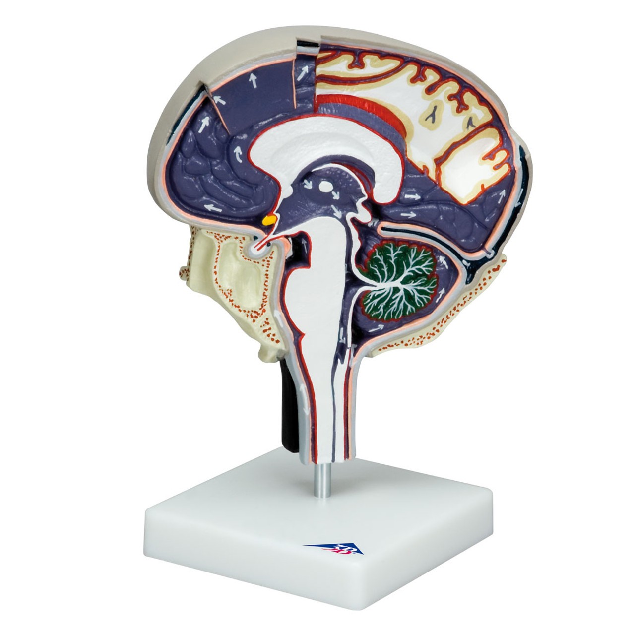 人体模型　脳脊髄循環Cerebrospinal FluidCirculation 人体模型 脳脊髄循環Cerebrospinal FluidCirculation - メルカリ
