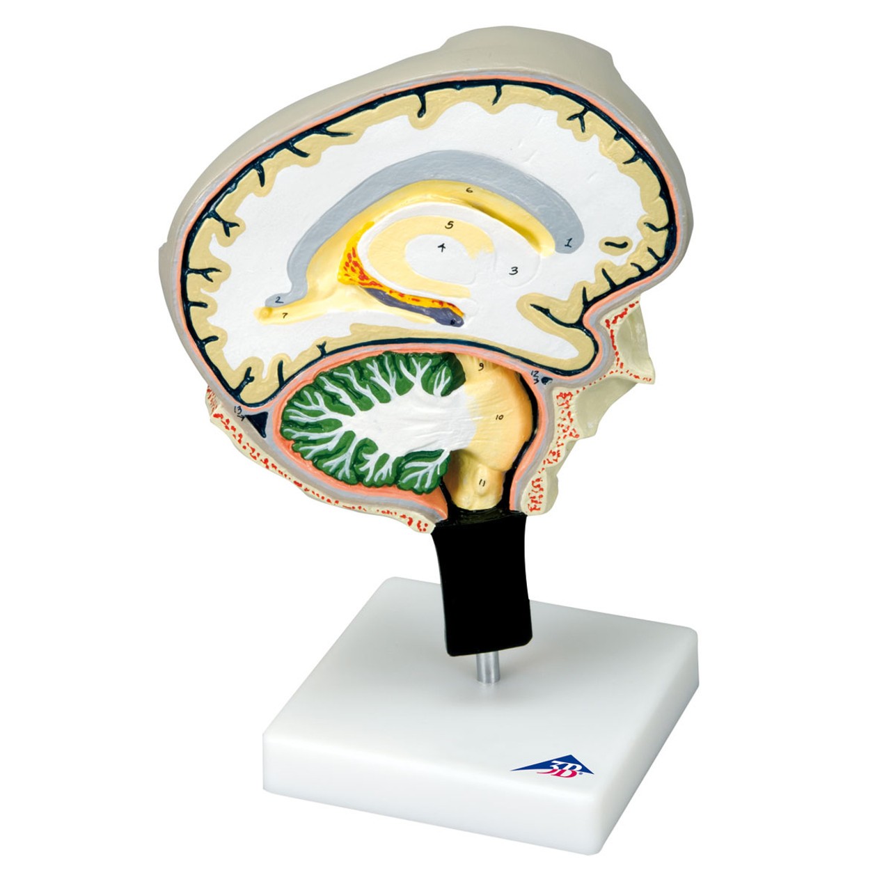 Right Portion Brain Anatomy Model