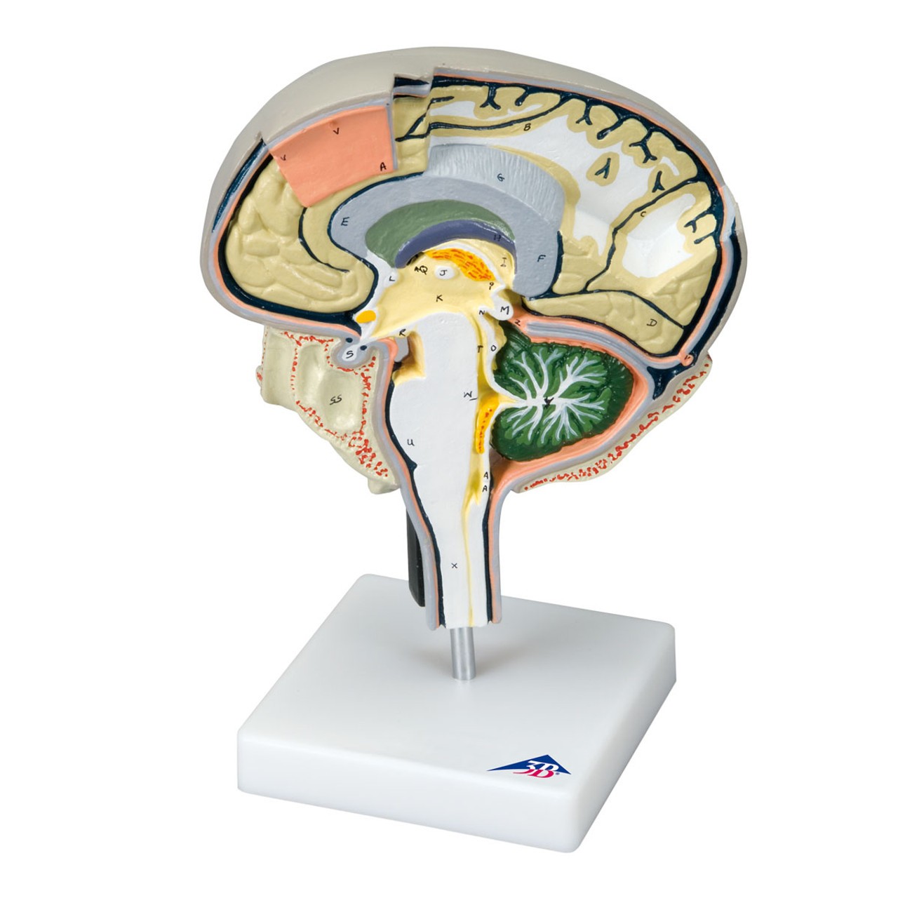 Right Portion Brain Anatomy Model