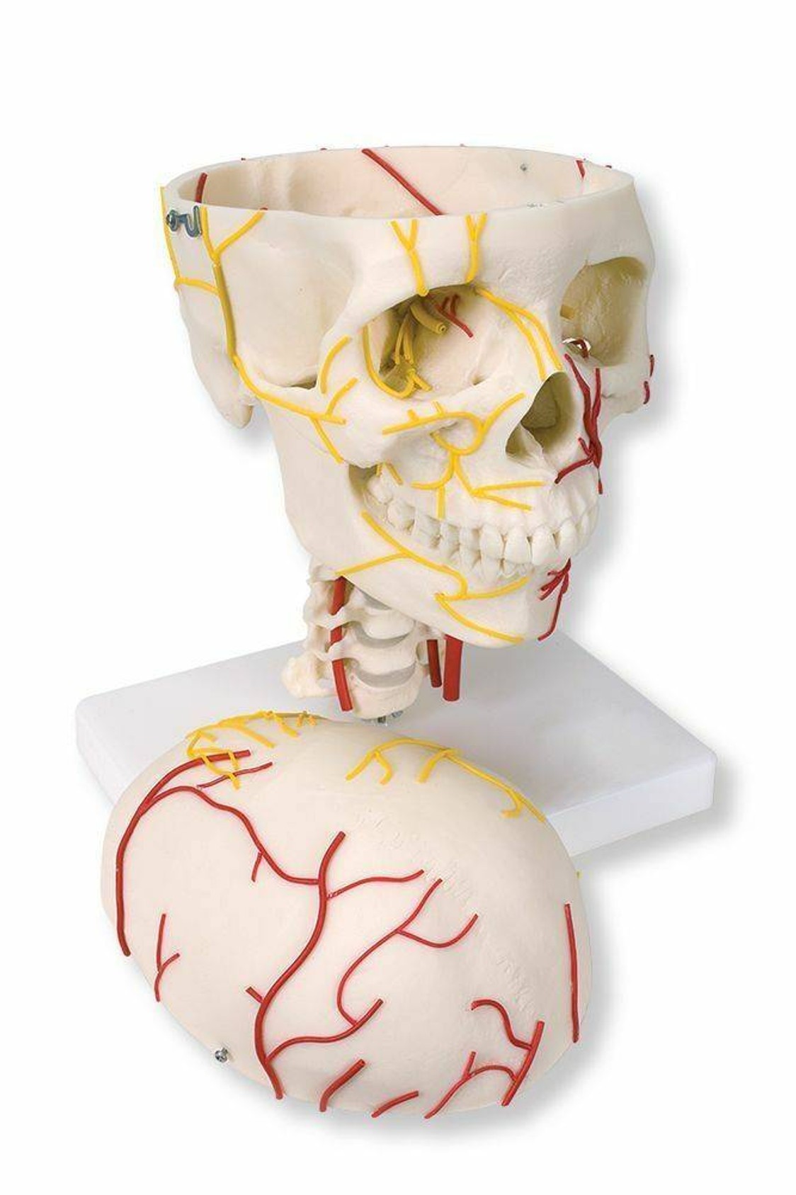 Neurovascular Skull Anatomy Model