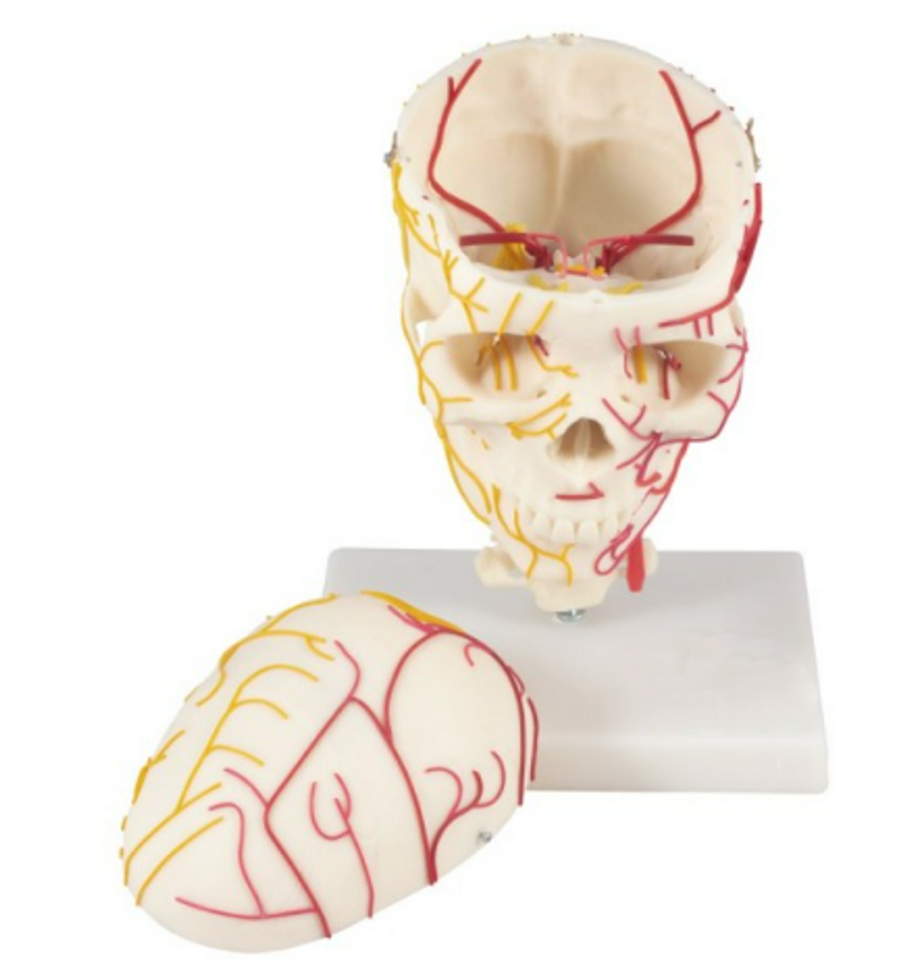 Neurovascular Skull Anatomy Model