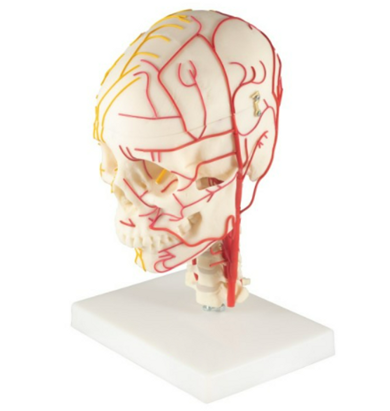 Neurovascular Skull Anatomy Model