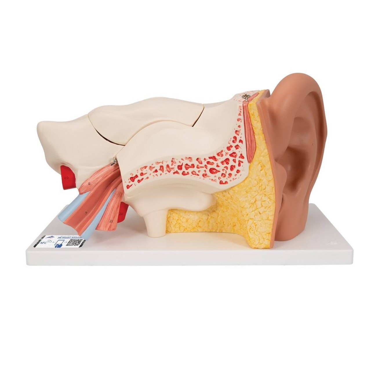 Human Ear Anatomy Model