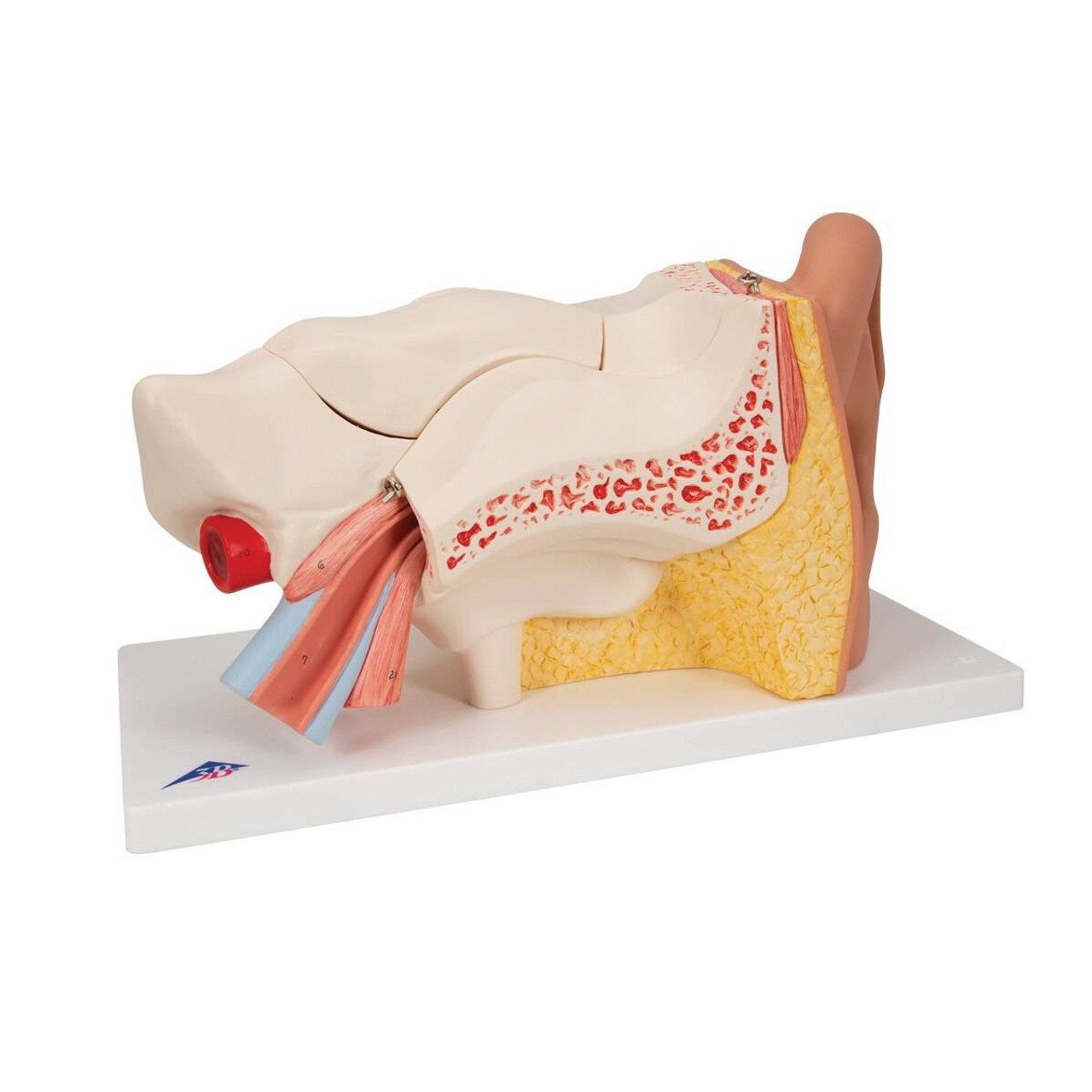 Human Ear Anatomy Model
