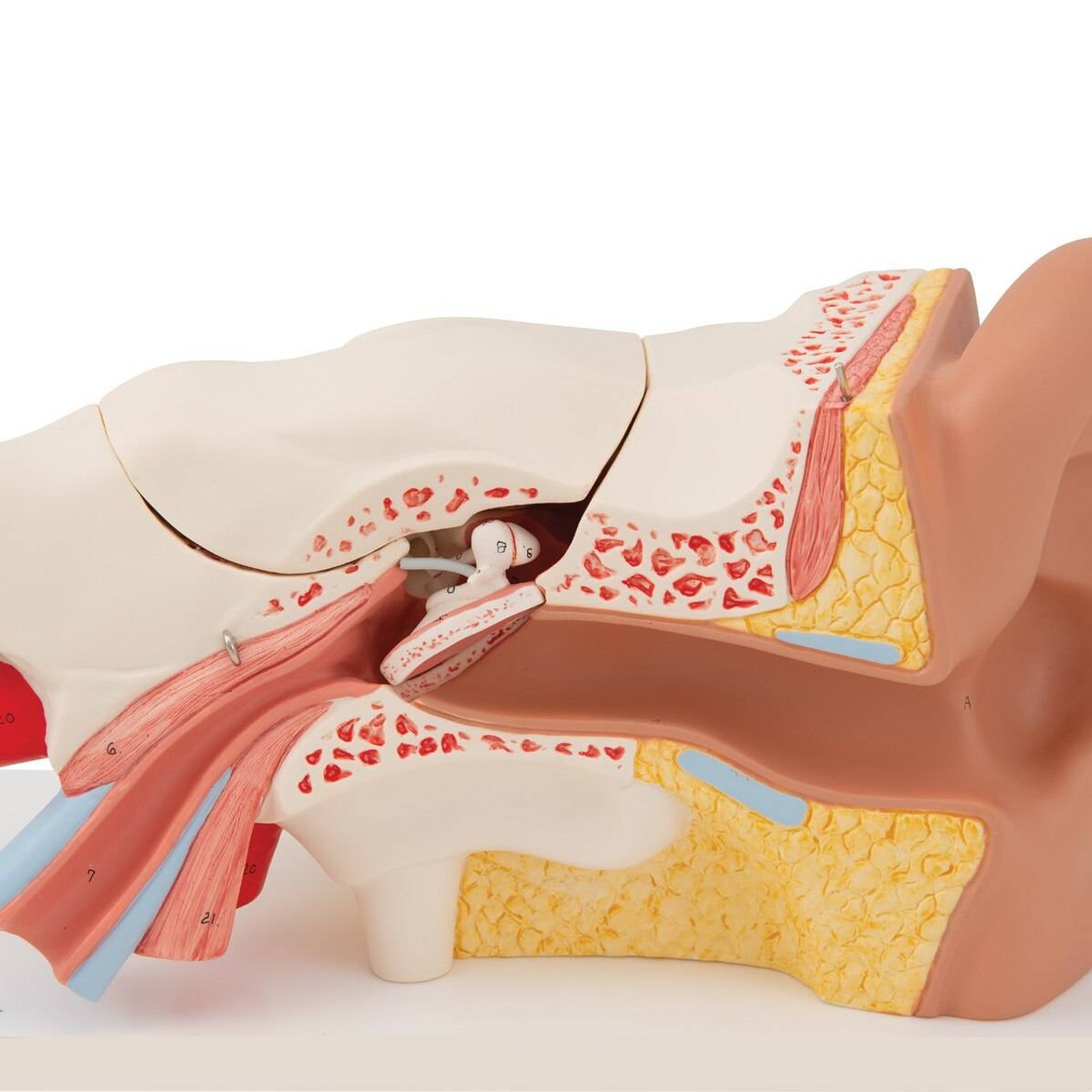 Human Ear Anatomy Model