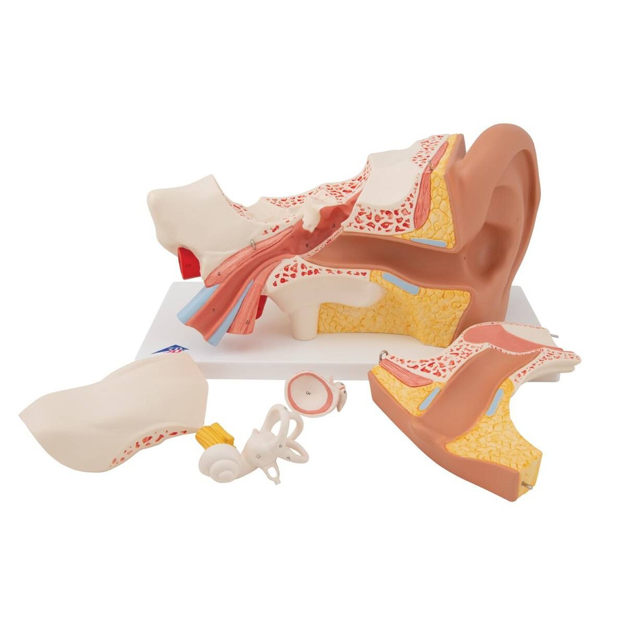 Human Ear Anatomy Model