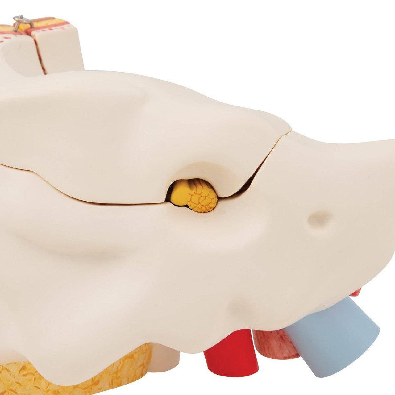 Human Ear Anatomy Model