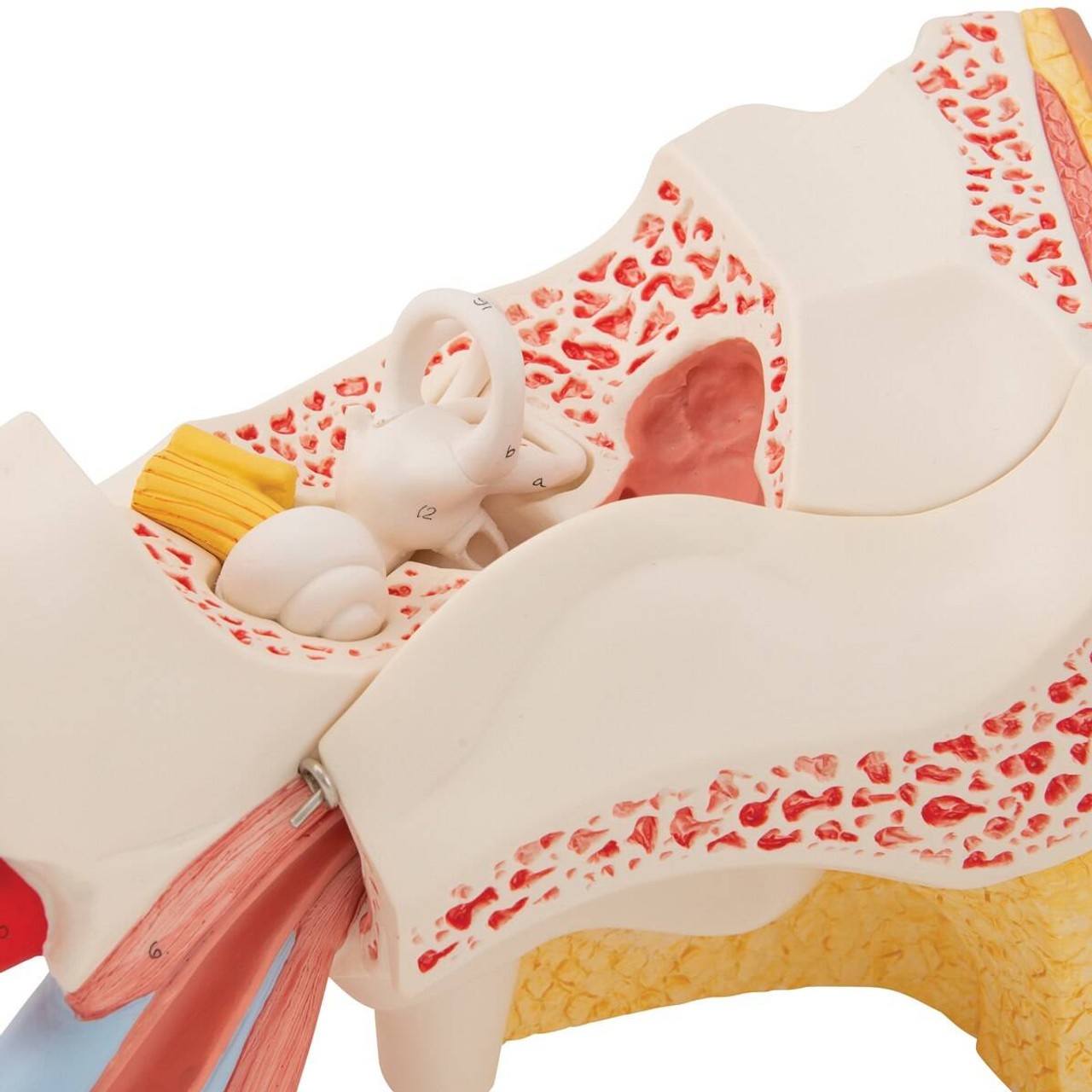 Human Ear Anatomy Model