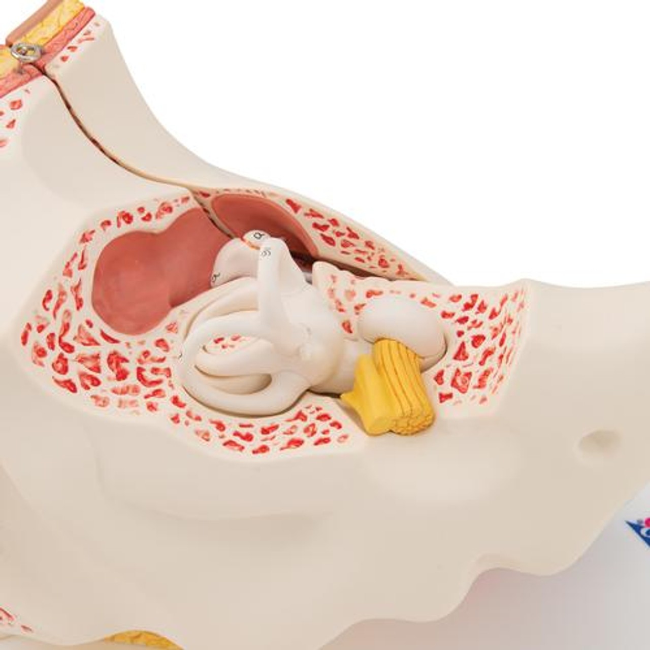 Human Ear Anatomy Model