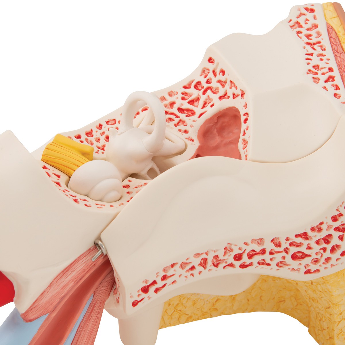 Human Ear Anatomy Model