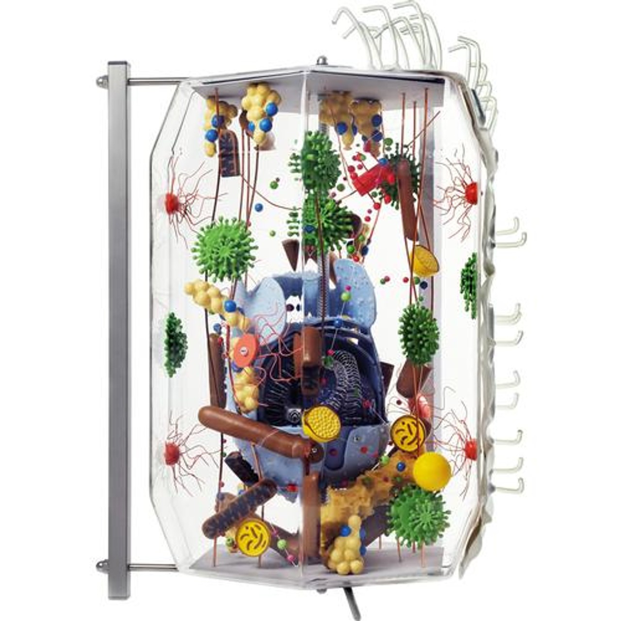Human Cell Anatomy Model