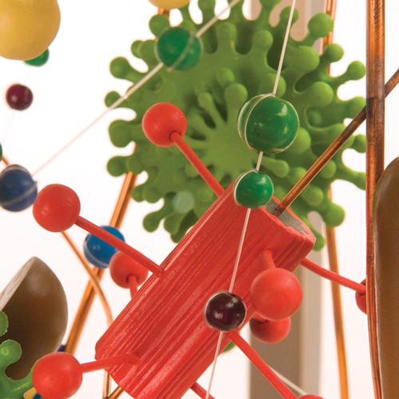 Human Cell Anatomy Model