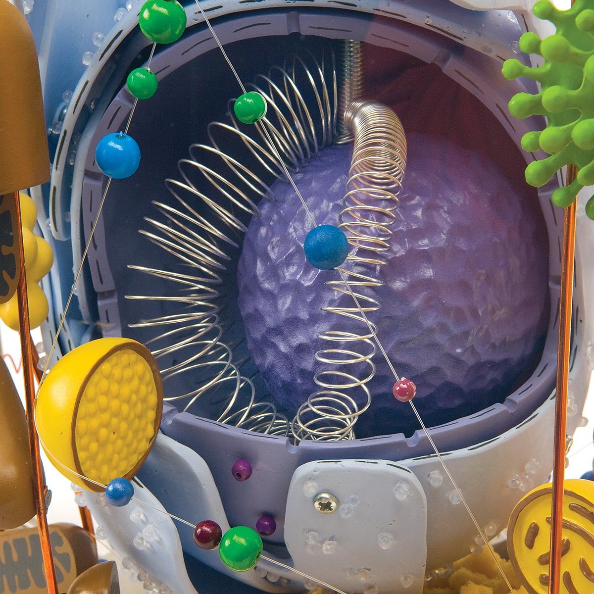 Human Cell Anatomy Model