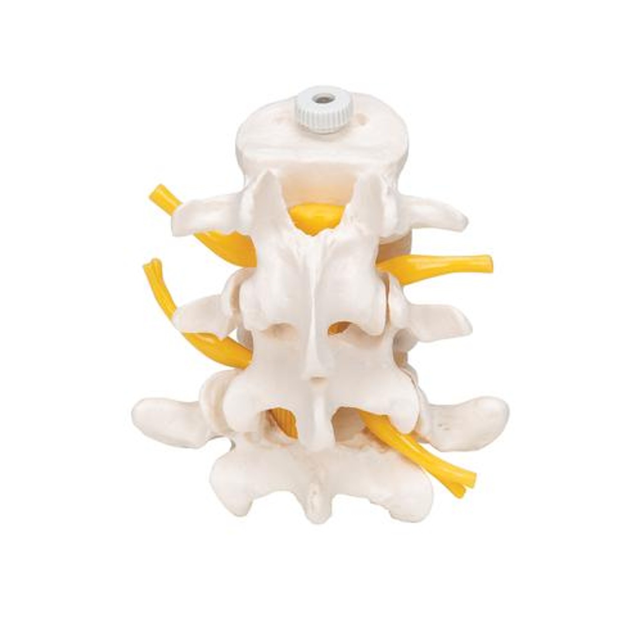 Lumbar Vertebrae Anatomy Model - Front Side View