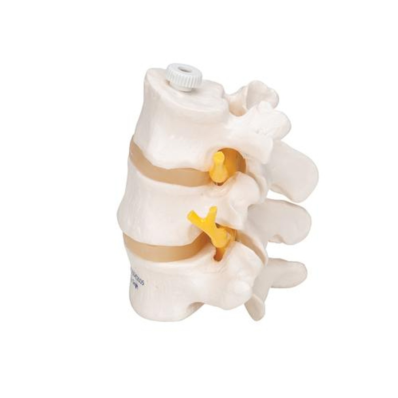 Lumbar Vertebrae Anatomy Model - Left Side View