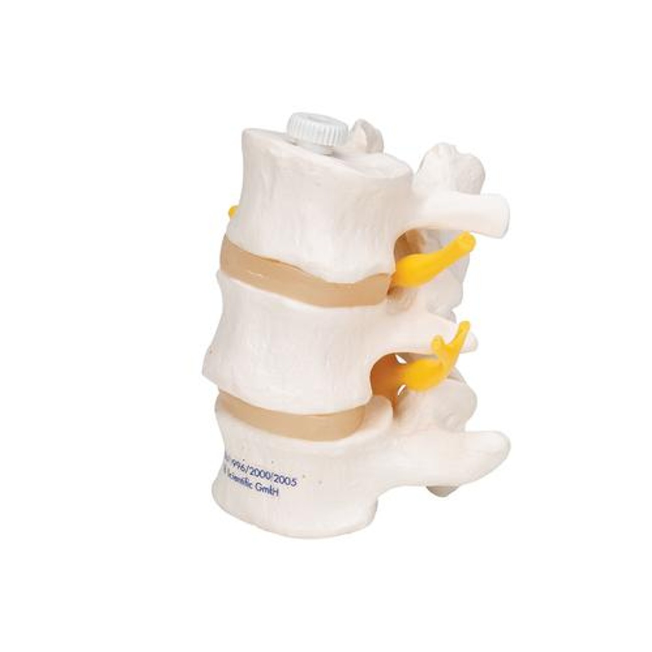 Lumbar Vertebrae Anatomy Model - Left Side View