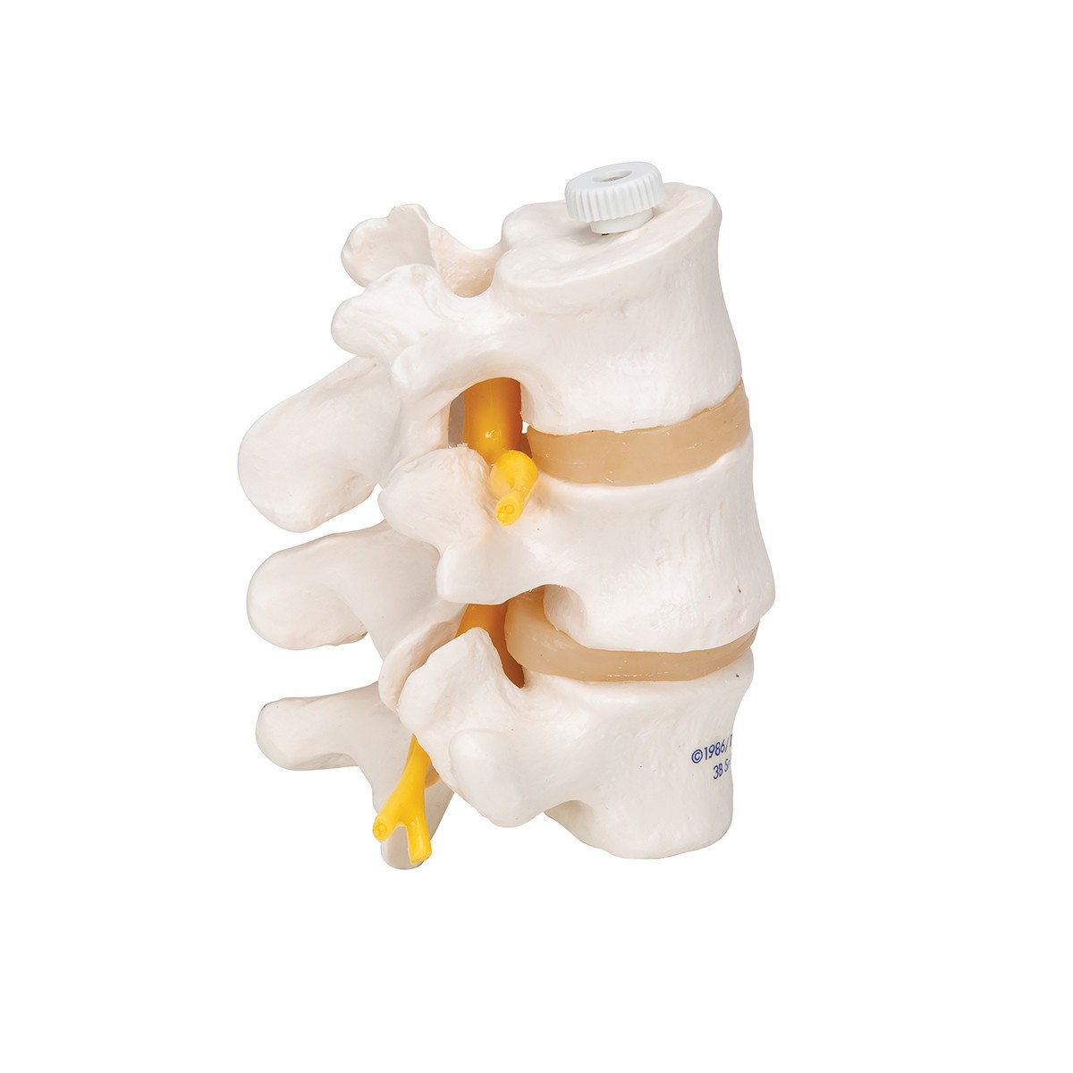 Lumbar Vertebrae Anatomy Model - Right Side View