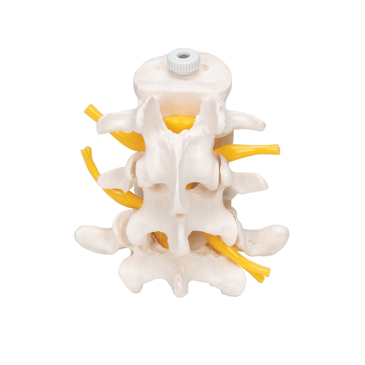 Lumbar Vertebrae Anatomy Model - Front Side View