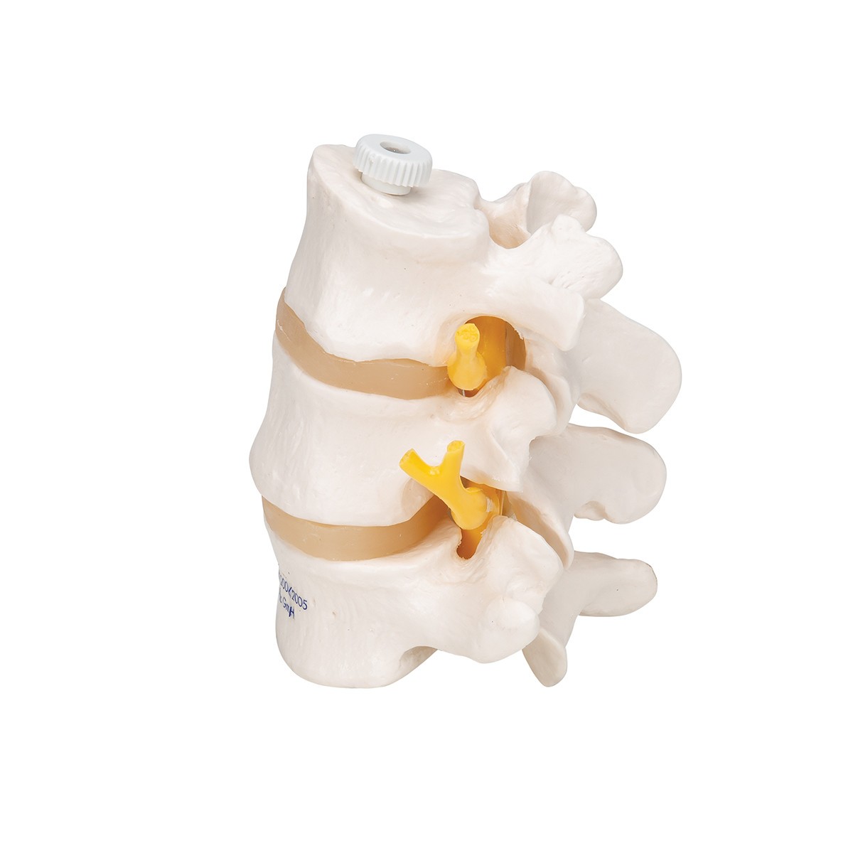 Lumbar Vertebrae Anatomy Model - Left Side View