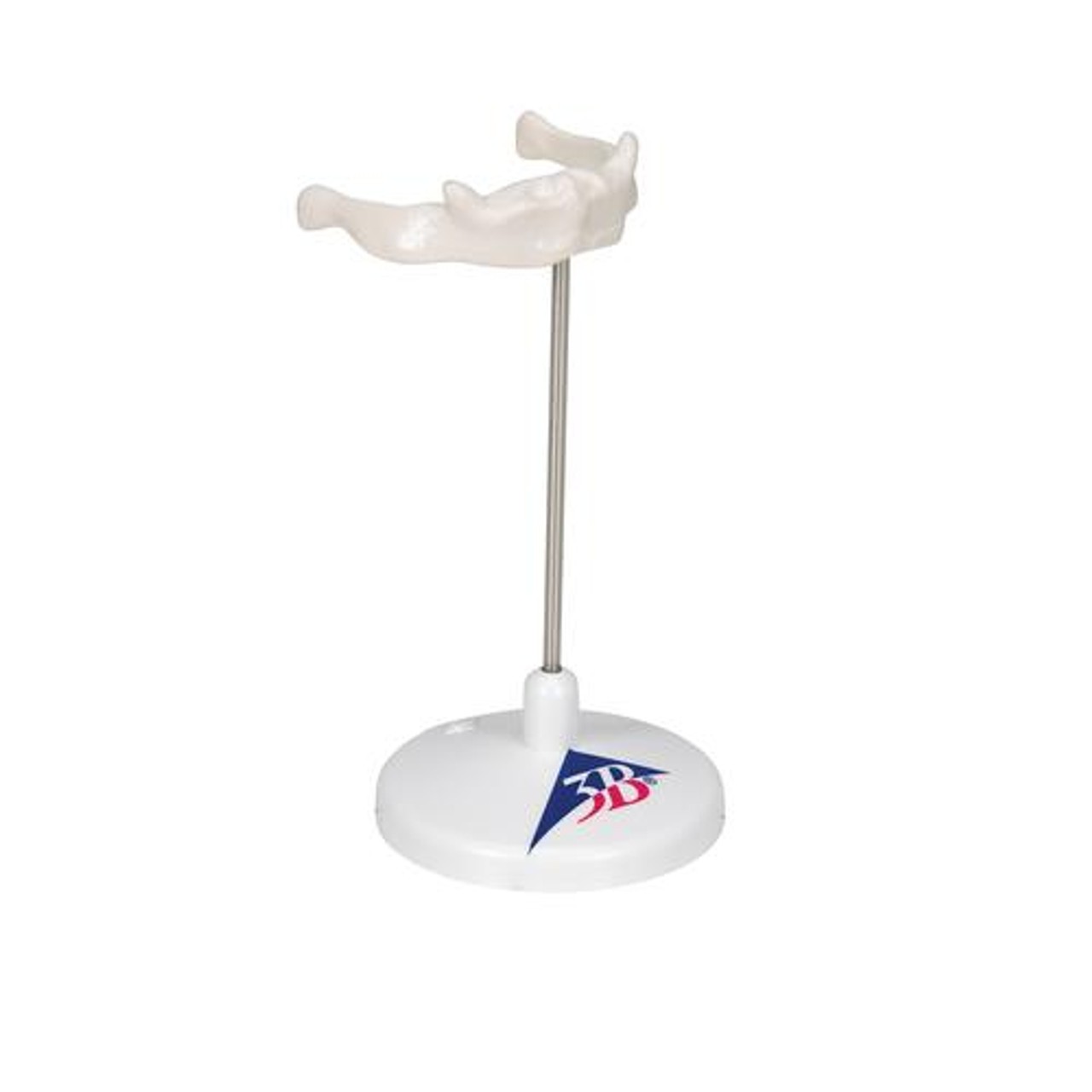 Hyoid Bone Anatomy Model On Stand