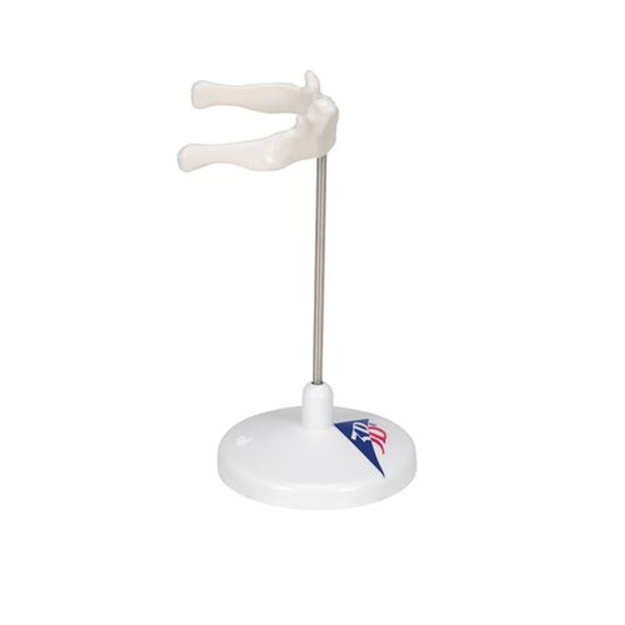 Hyoid Bone Anatomy Model On Stand