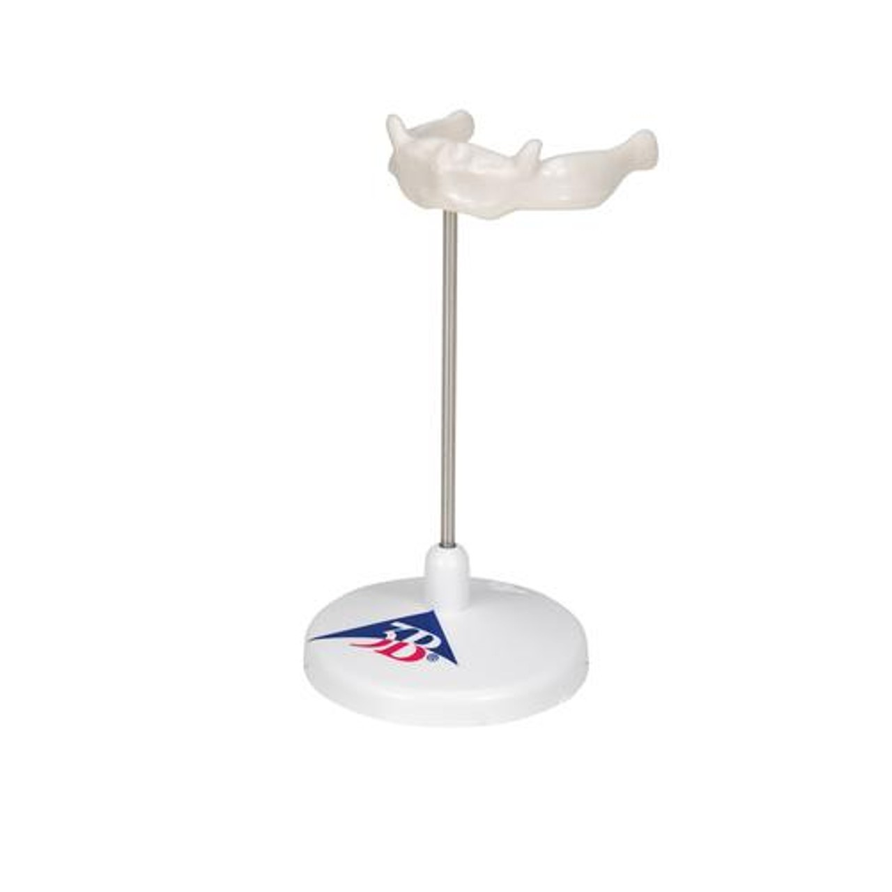 Hyoid Bone Anatomy Model On Stand