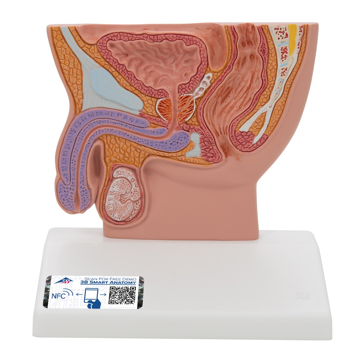 Male Pelvis Section Anatomy Model