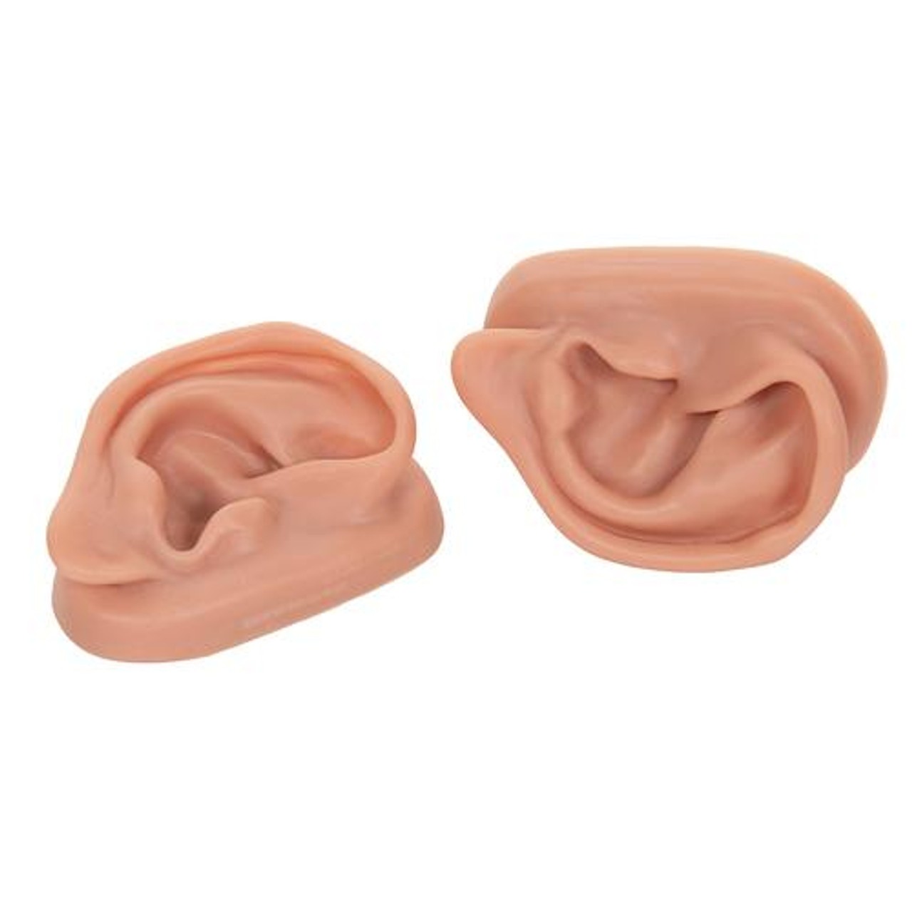 Acupuncture Ears Anatomy Model Set