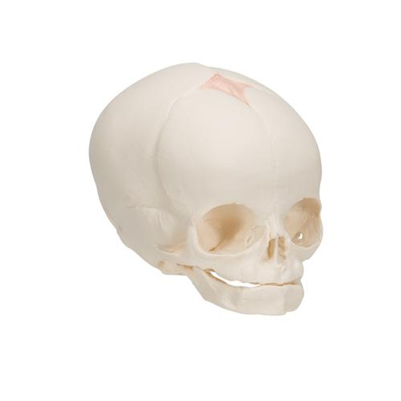 Human Fetal Skull Anatomy Model - Right Side View