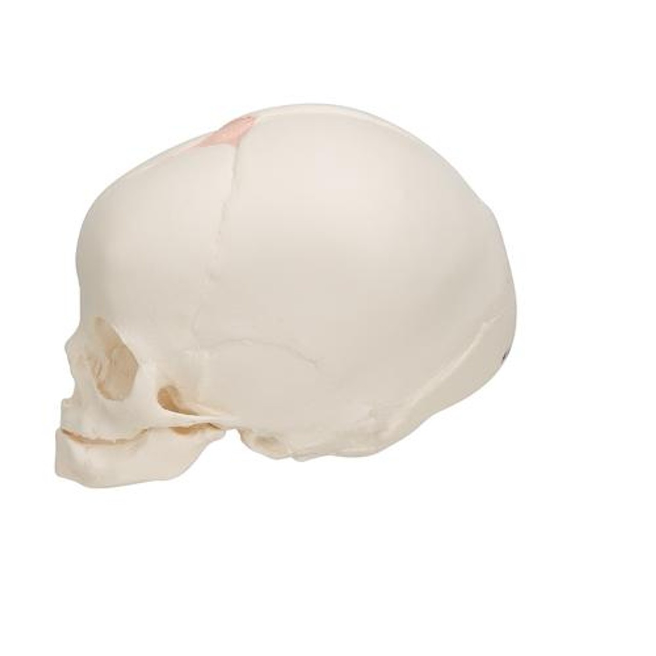 Human Fetal Skull Anatomy Model - Left Side View