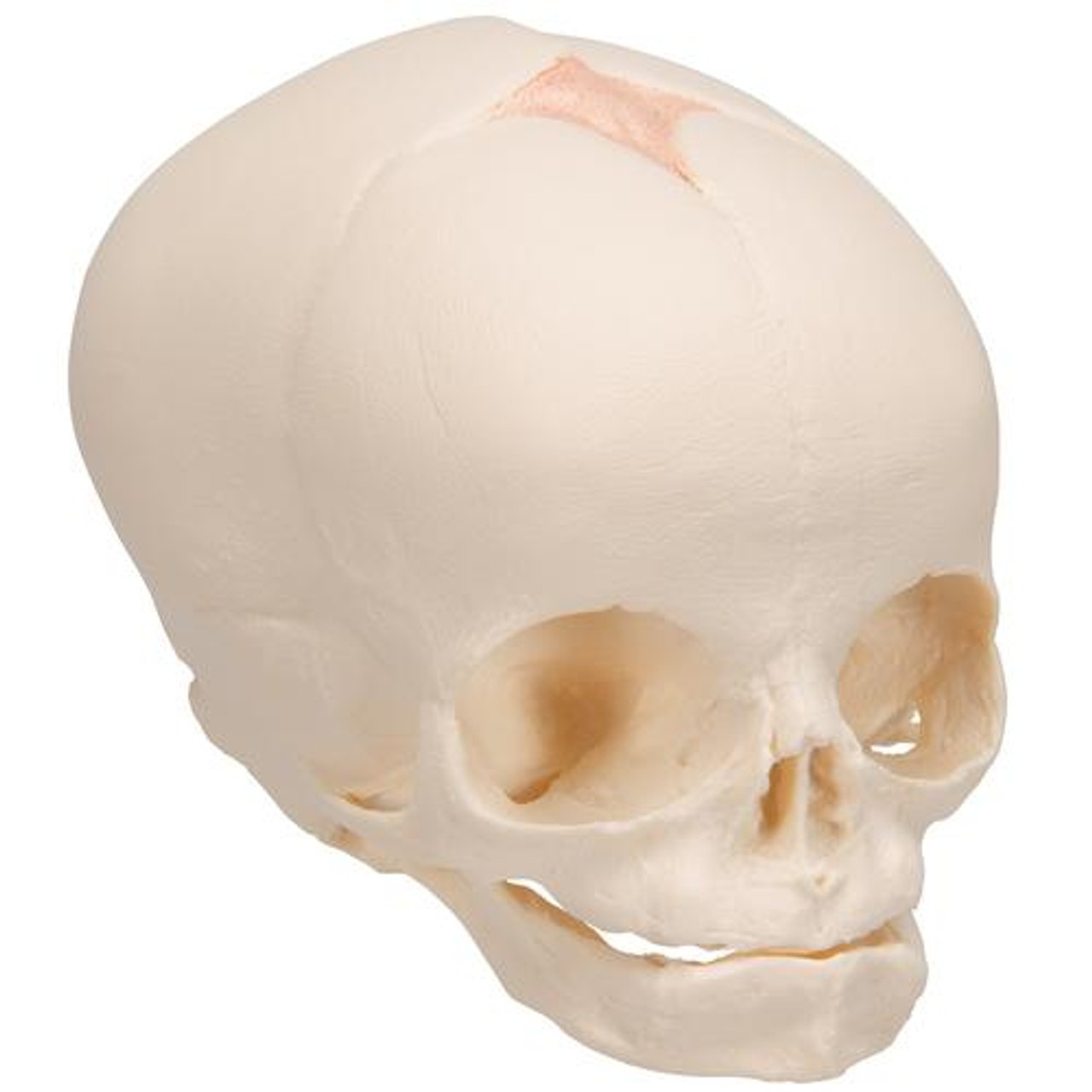 Human Fetal Skull Anatomy Model - Full View