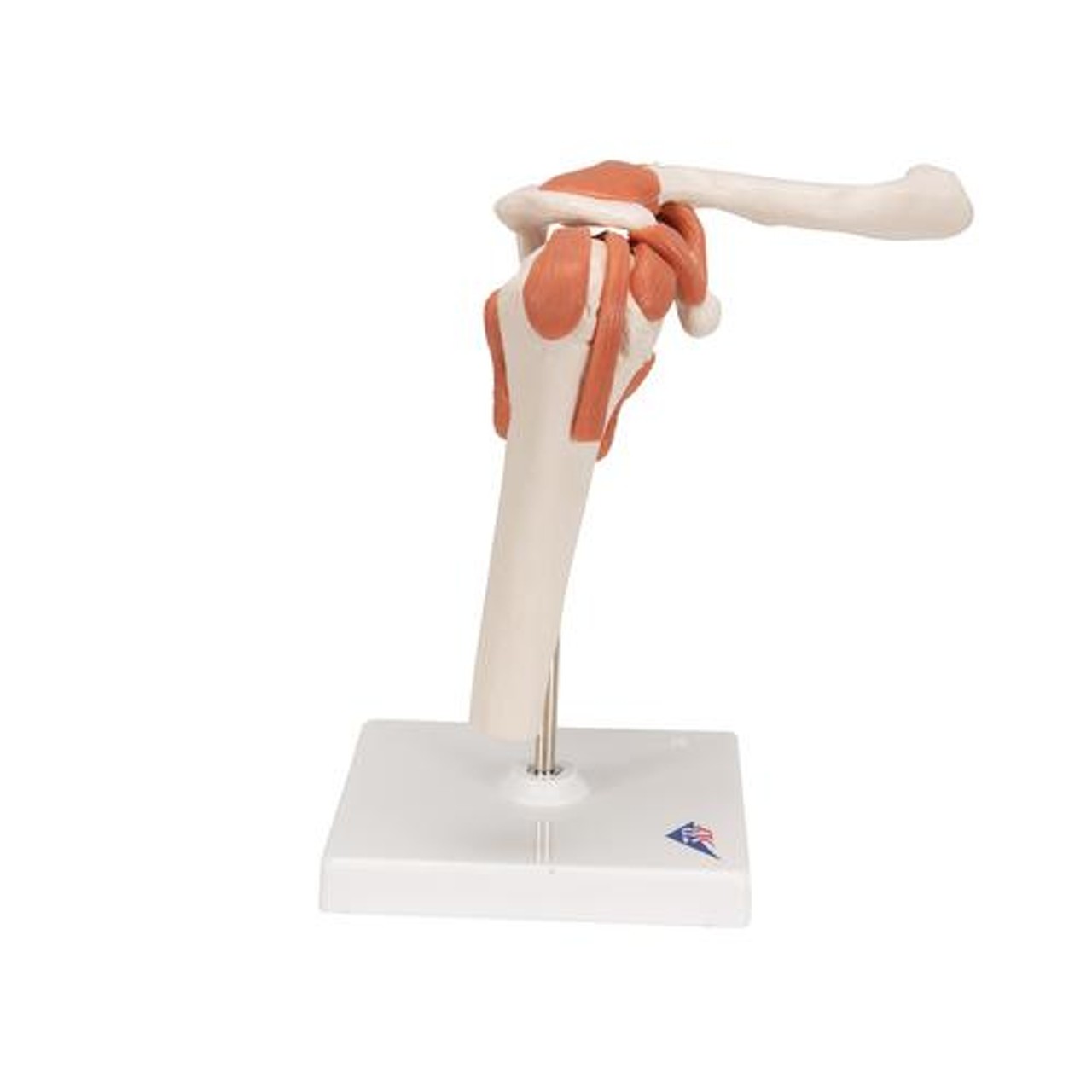 Functional Shoulder Joint Anatomy Model - Right Side View
