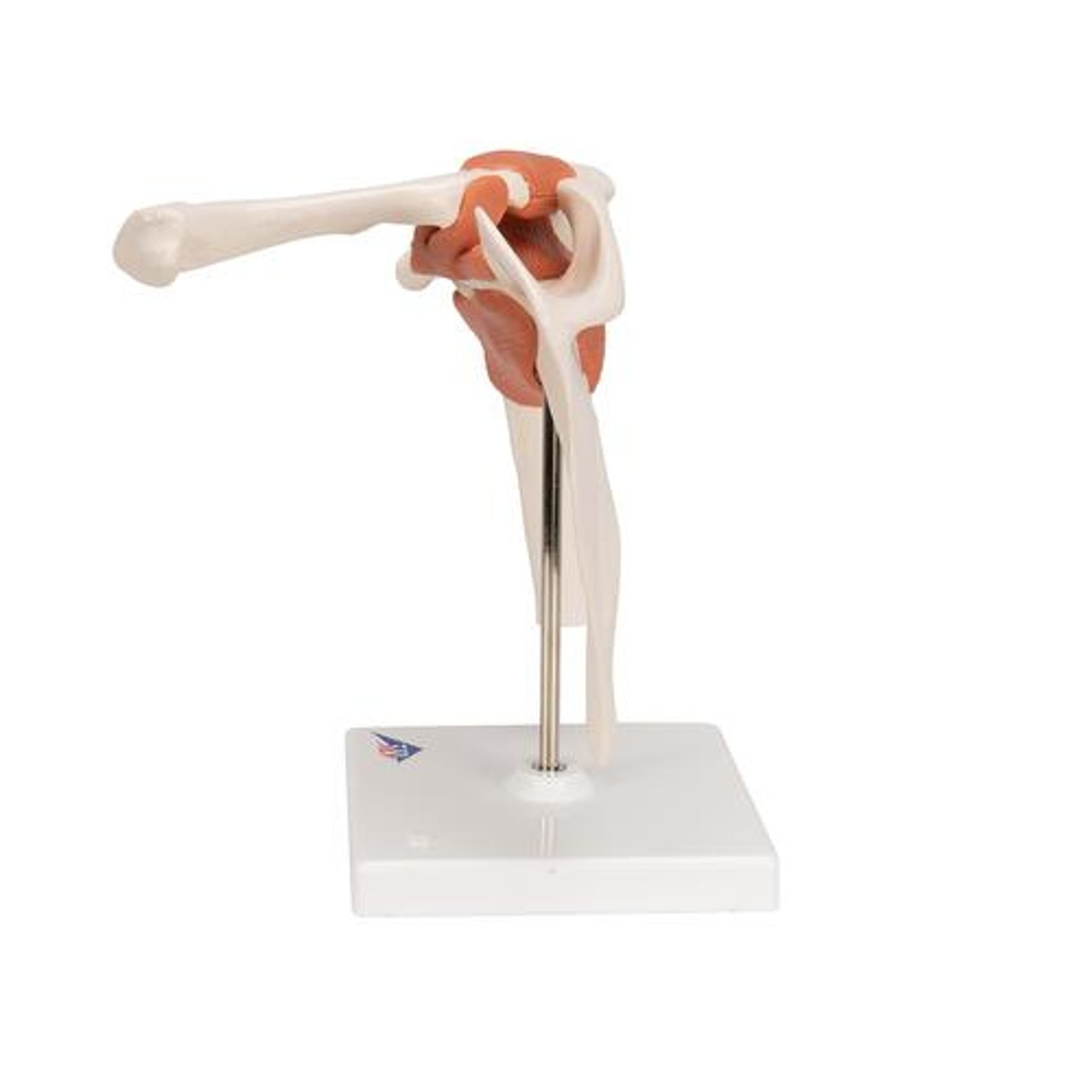 Functional Shoulder Joint Anatomy Model - Left Side View