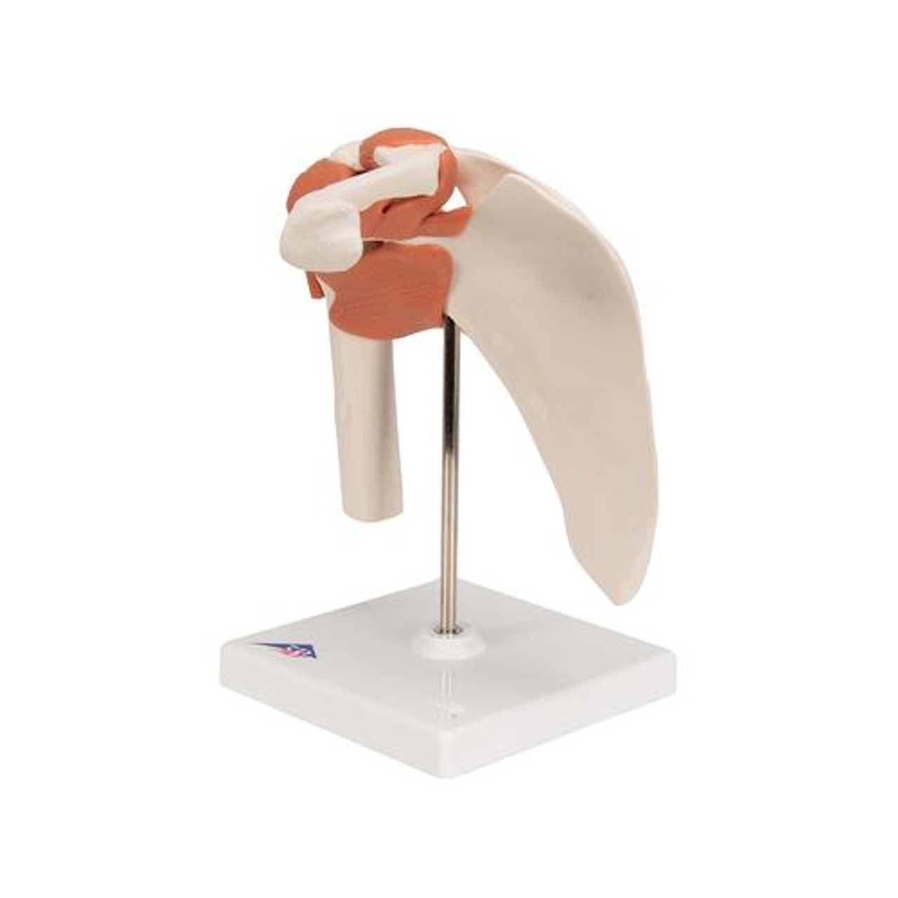 Functional Shoulder Joint Anatomy Model - Left Side View