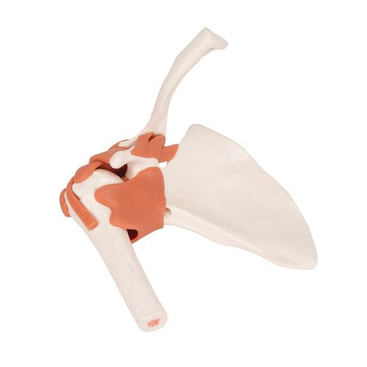 Functional Shoulder Joint Anatomy Model - Without Stand