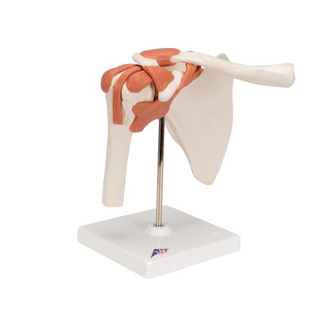 Functional Shoulder Joint Anatomy Model - Right Side View