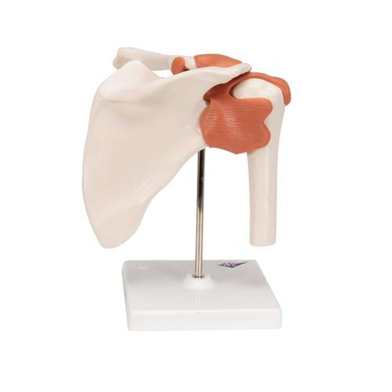 Functional Shoulder Joint Anatomy Model - Back Side View