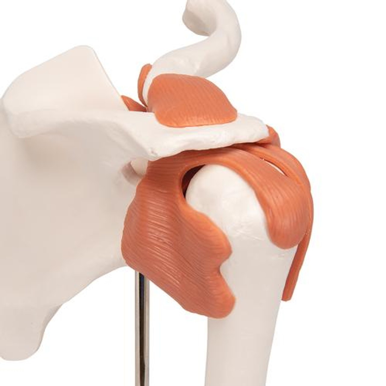 Functional Shoulder Joint Anatomy Model - Zoom View
