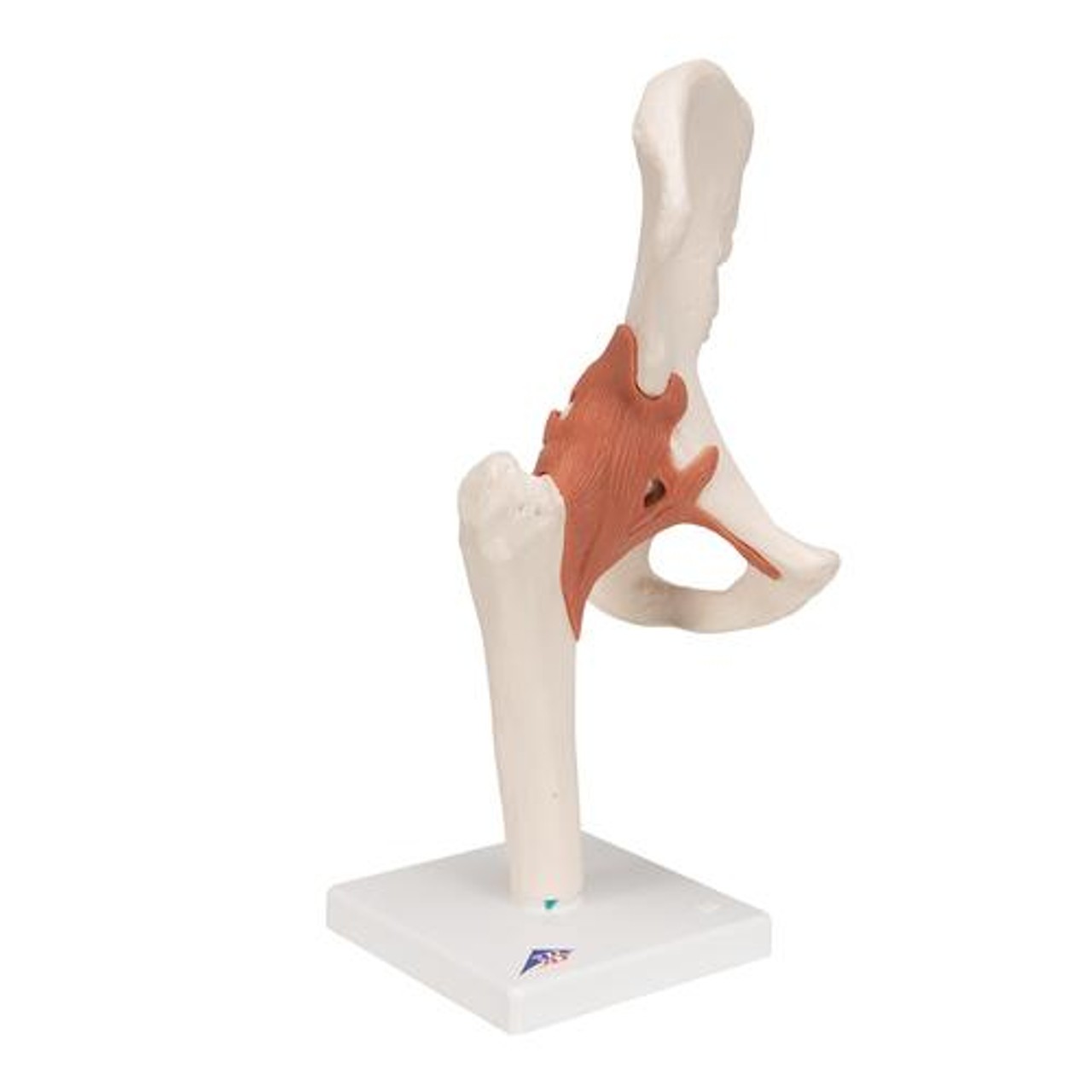 Functional Hip Joint Anatomy Model - Right Side View