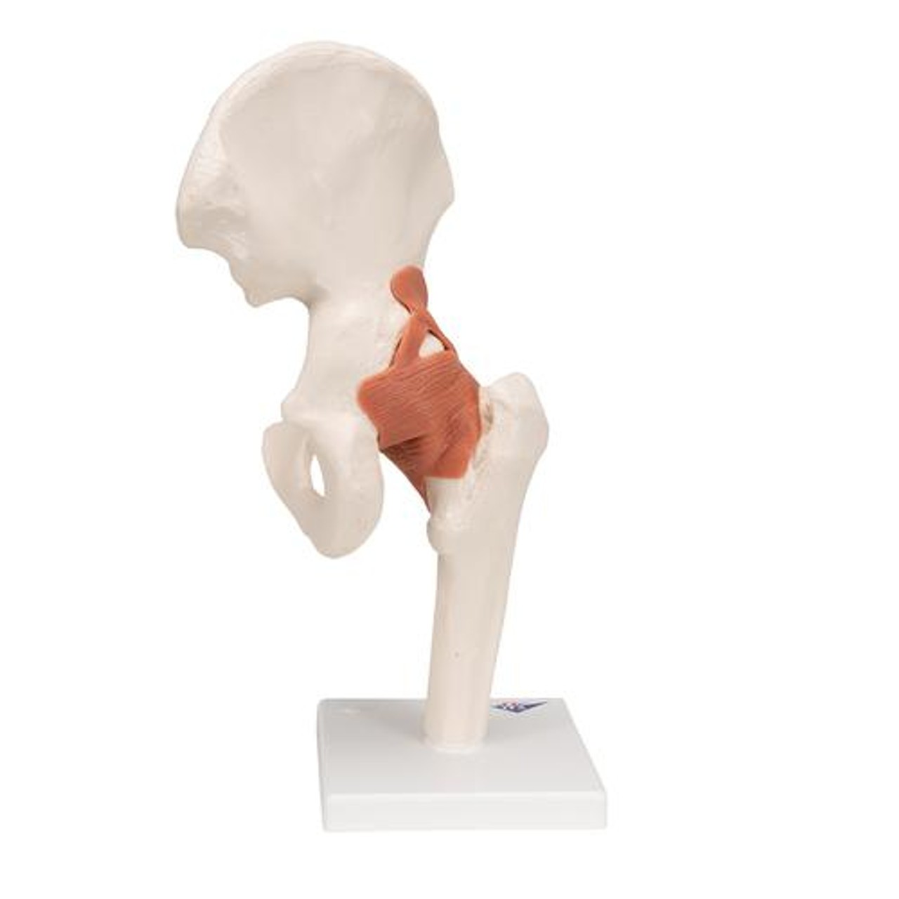 Functional Hip Joint Anatomy Model - RBack ght Side View
