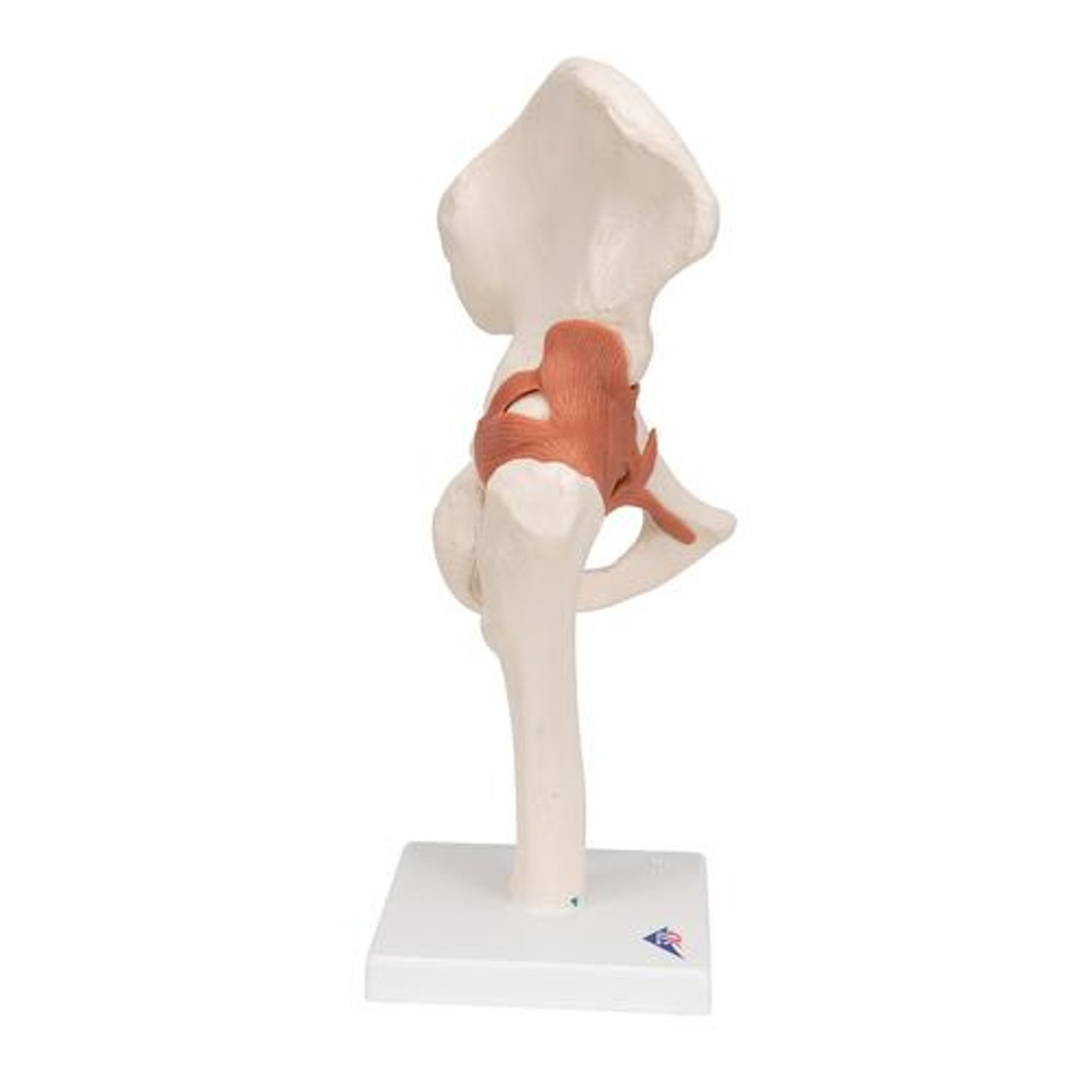 Functional Hip Joint Anatomy Model - Right Side View
