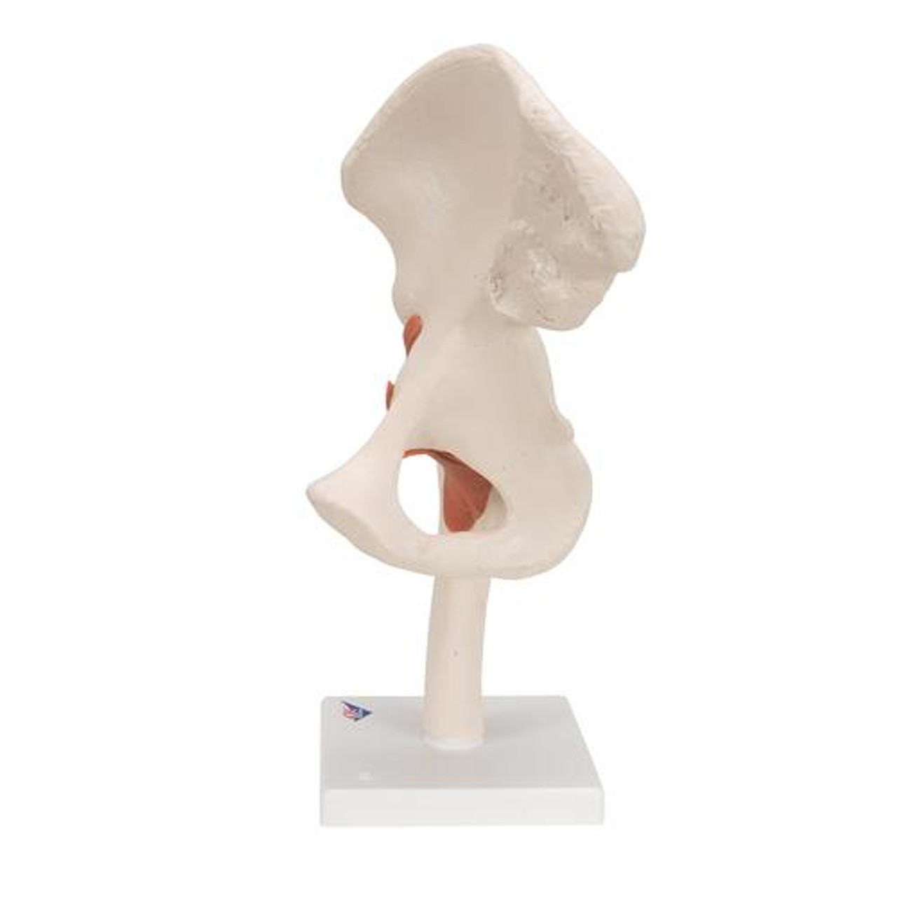 Functional Hip Joint Anatomy Model - Left Side View